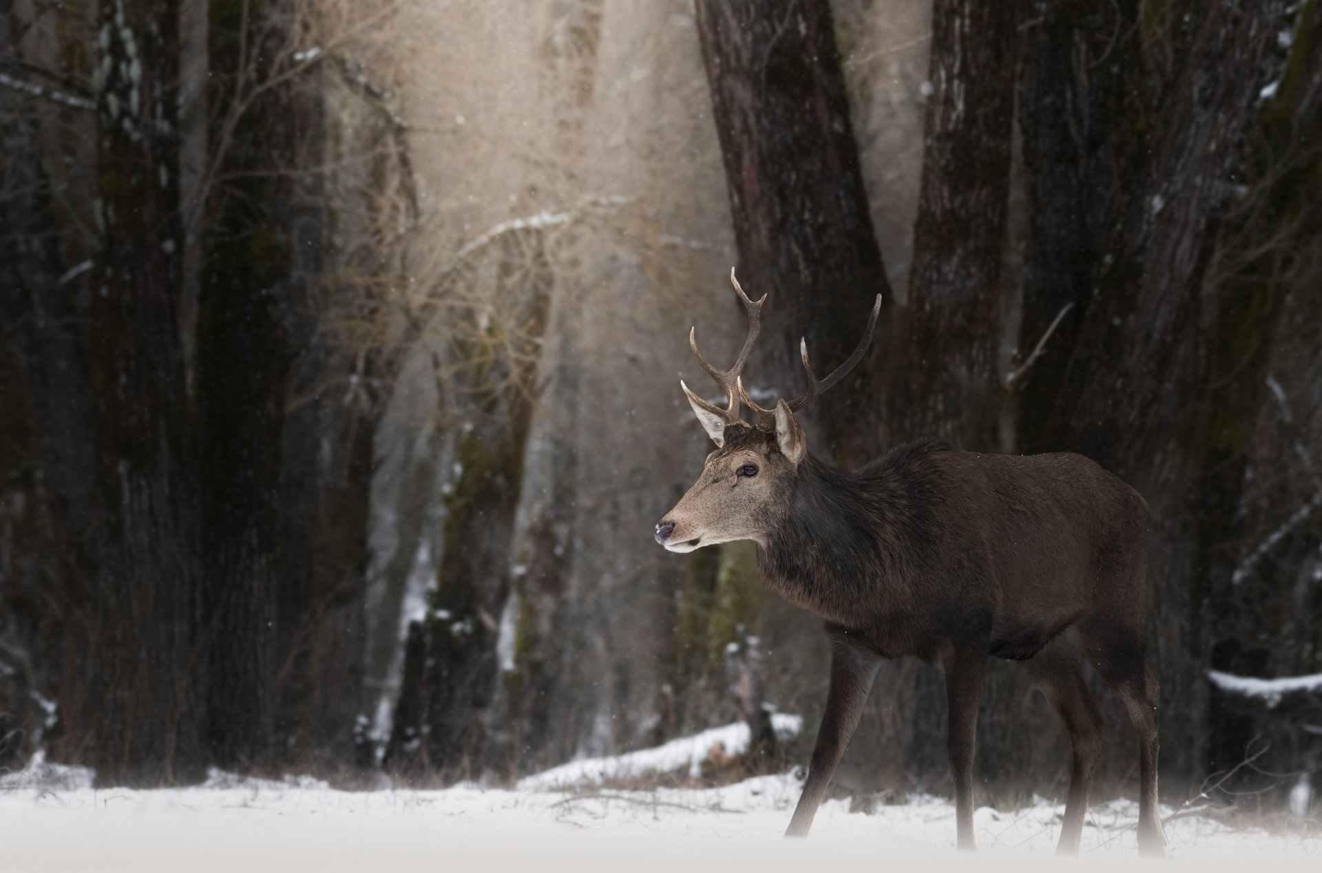 Animal Deer HD Wallpaper