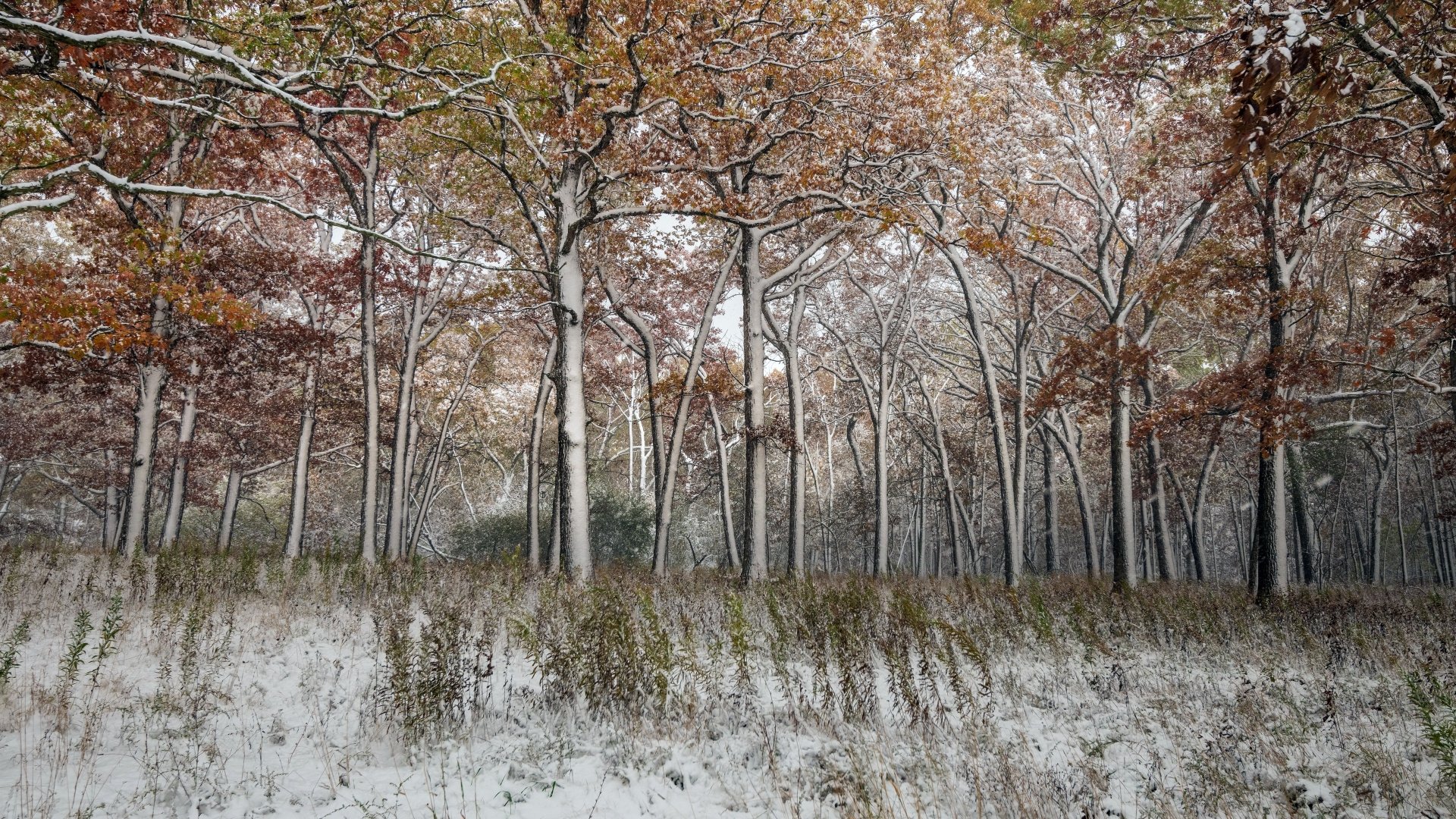 Download Nature Snow Forest Winter 4k Ultra HD Wallpaper | 3840x2160 ...