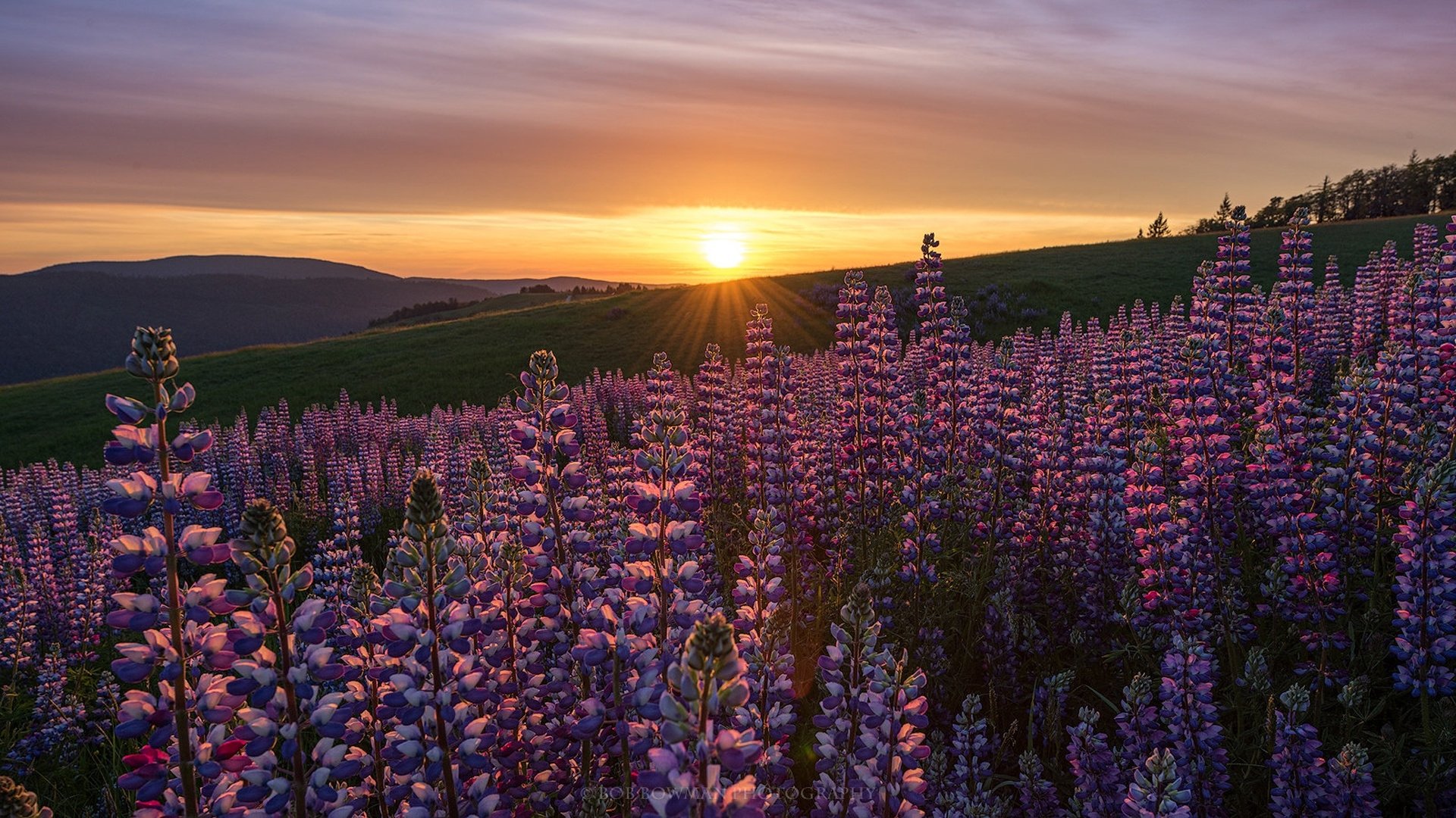 Download California Meadow Flower Sunset Nature Lupine HD Wallpaper