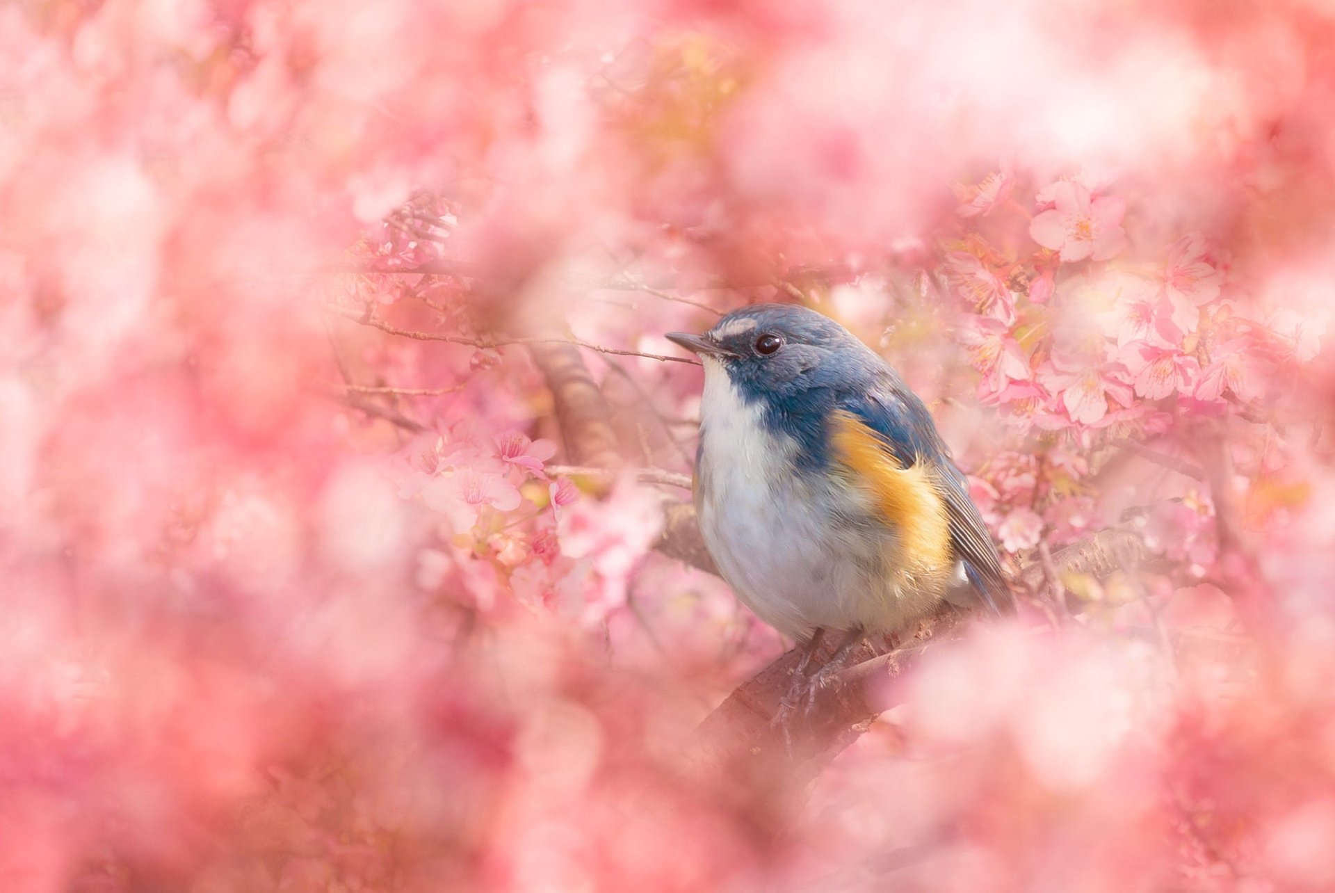 Download Passerine Bird Flower Animal Bluebird HD Wallpaper