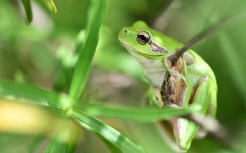 395 蛙高清壁纸 桌面背景 Wallpaper Abyss 页面10
