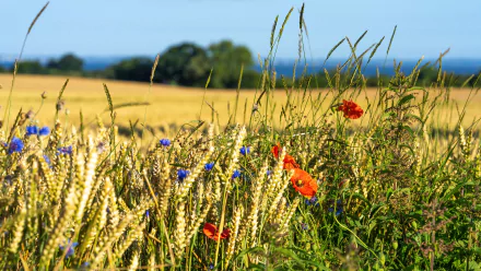 A vibrant summer field with golden wheat, bright red poppies, and blue cornflowers under a clear sky, captured in 4K Ultra HD for a PC desktop wallpaper.