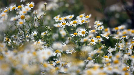 nature chamomile HD Desktop Wallpaper | Background Image