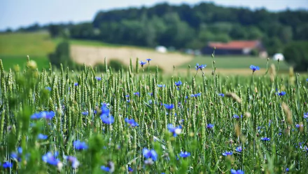 flower wheat nature cornflower HD Desktop Wallpaper | Background Image