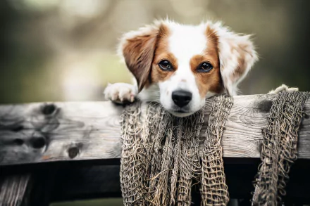 Kooikerhondje puppy peeking over a rustic wooden fence with netting and a soft bokeh backdrop — HD PC desktop wallpaper and background.