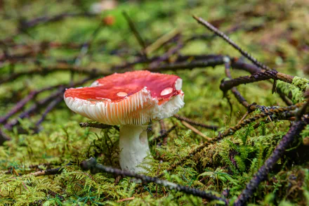 macro fly agaric moss nature mushroom HD Desktop Wallpaper | Background Image