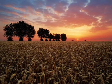 A stunning HD desktop wallpaper of a wheat field at sunrise, capturing the warm colors of summer sunset with silhouetted trees under a partly cloudy sky.