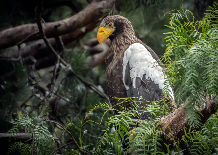 bird of prey eagle bird Animal Steller's Sea Eagle HD Desktop Wallpaper | Background Image