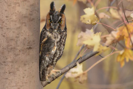 long eared owl bird Animal owl HD Desktop Wallpaper | Background Image