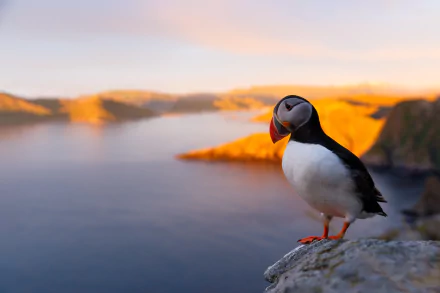 HD PC desktop wallpaper background of an animal puffin perched on a coastal rock at sunset, golden light spilling over calm sea and distant cliffs.