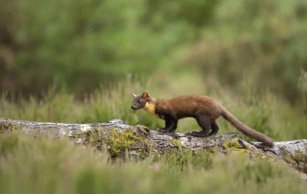 Animal marten HD Desktop Wallpaper | Background Image