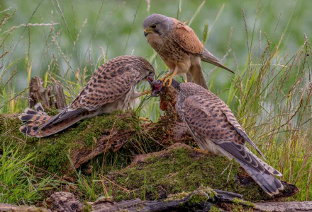 Animal kestrel HD Desktop Wallpaper | Background Image