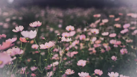 flower nature Cosmos (Plant) HD Desktop Wallpaper | Background Image