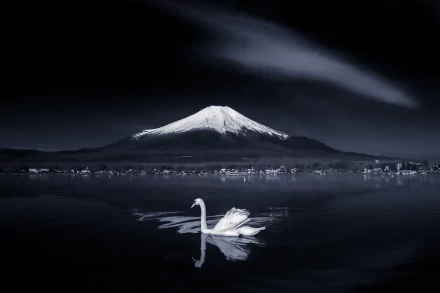 Fujiyama pond Japan mountain bird Animal swan HD Desktop Wallpaper | Background Image