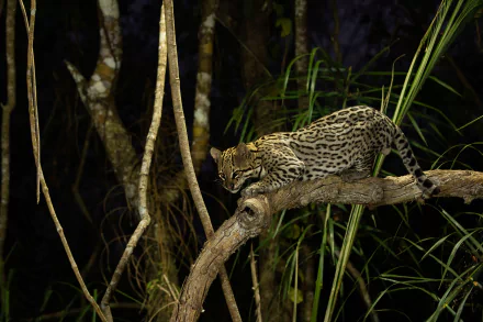jungle Animal ocelot HD Desktop Wallpaper | Background Image