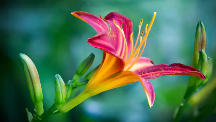 daylily macro flower nature lily HD Desktop Wallpaper | Background Image