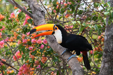 Vibrant toucan perched on a branch amid pink bougainvillea flowers, an animal scene rendered as an HD PC desktop wallpaper background.