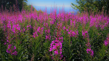 meadow fireweed nature flower HD Desktop Wallpaper | Background Image