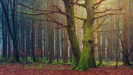 4K Ultra HD PC desktop wallpaper and background — moss-covered trees and pines in a misty nature forest, leaf-littered floor and soft light filtering through tall trunks.