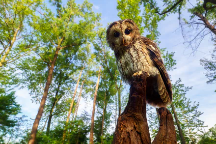 HD PC desktop wallpaper: an owl (bird, animal) perched on a stump in a sunlit forest with tall trees and blue sky.