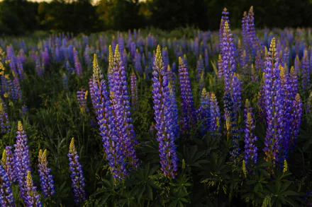 flower nature lupine HD Desktop Wallpaper | Background Image