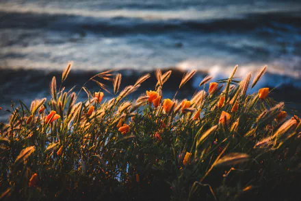 A vibrant cluster of orange Eschscholzia flowers and grasses bathed in warm light by the ocean, captured in stunning 8K Ultra HD for a nature-inspired desktop wallpaper.
