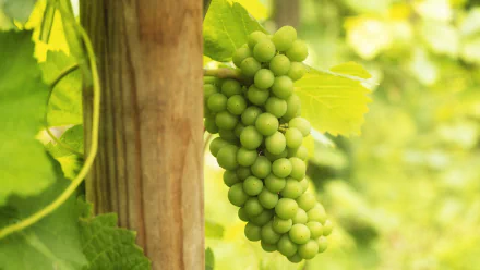 depth of field vine food grapes HD Desktop Wallpaper | Background Image