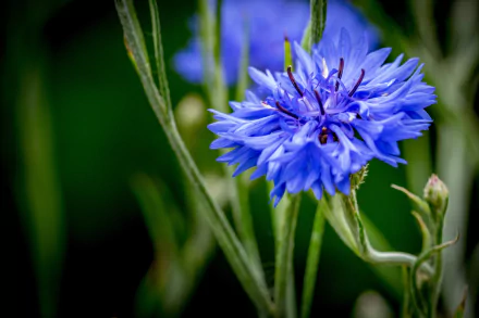 Close-up of a vibrant blue cornflower against a blurred green background, captured in 4K Ultra HD for stunning nature detail on a PC desktop wallpaper.