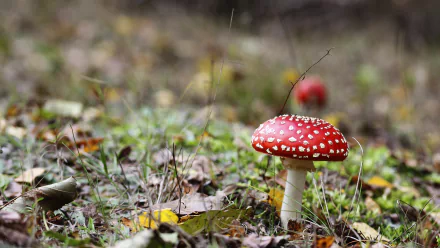 fly agaric nature mushroom HD Desktop Wallpaper | Background Image