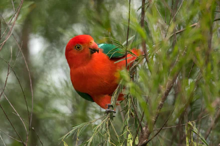 Australian King-Parrot Animal king parrot HD Desktop Wallpaper | Background Image