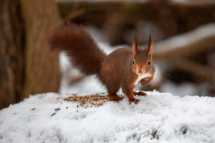 seed Animal squirrel HD Desktop Wallpaper | Background Image