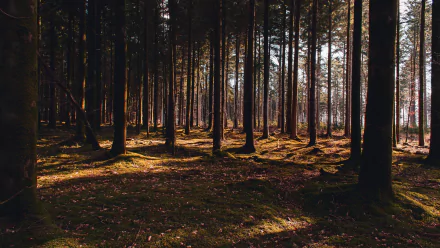 pine tree nature forest HD Desktop Wallpaper | Background Image