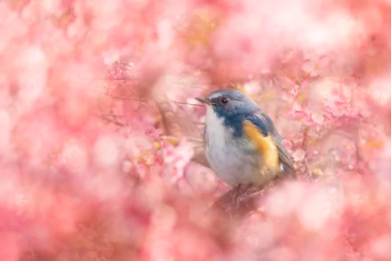 passerine bird flower Animal bluebird HD Desktop Wallpaper | Background Image