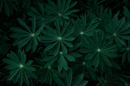 nature plant HD Desktop Wallpaper | Background Image