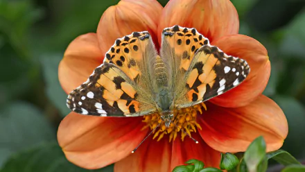  Butterfly on Orange Flower