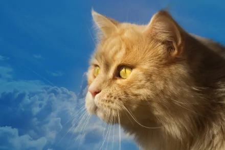 Profile of a Cat