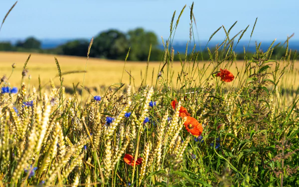 A vibrant summer field with golden wheat, bright red poppies, and blue cornflowers under a clear sky, captured in 4K Ultra HD for a PC desktop wallpaper.