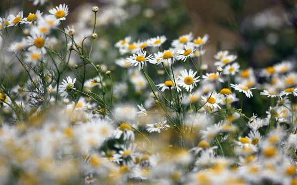 nature chamomile HD Desktop Wallpaper | Background Image