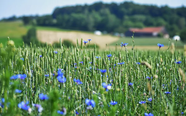flower wheat nature cornflower HD Desktop Wallpaper | Background Image
