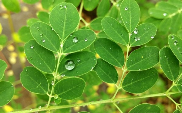Earth Leaf Macro Raindrops Water Drop HD Wallpaper | Background Image
