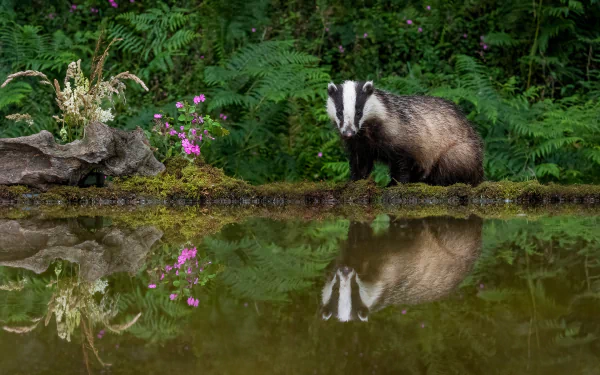 pond reflection flower Animal badger HD Desktop Wallpaper | Background Image