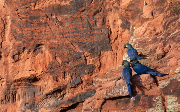 Two vibrant hyacinth macaws perched on rocky red cliffs, captured in sharp detail as an HD PC desktop wallpaper featuring the striking blue parrots in their natural habitat.