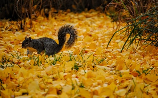 Animal Squirrel Fall Rodent HD Wallpaper | Background Image