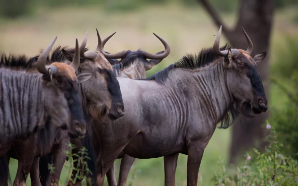 Animal wildebeest HD Desktop Wallpaper | Background Image