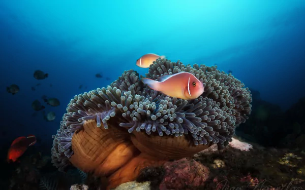 sea anemone underwater Animal fish HD Desktop Wallpaper | Background Image