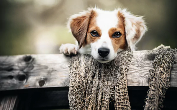 Kooikerhondje puppy peeking over a rustic wooden fence with netting and a soft bokeh backdrop — HD PC desktop wallpaper and background.