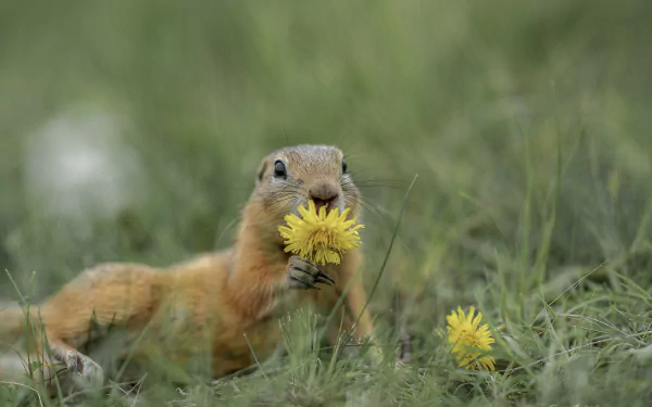 A gopher holding and nibbling on a bright yellow dandelion flower in a grassy field, captured in vivid HD for a PC desktop wallpaper.