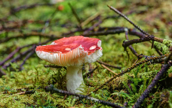 macro fly agaric moss nature mushroom HD Desktop Wallpaper | Background Image