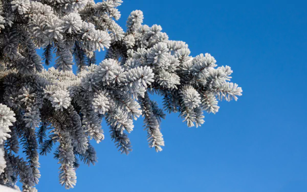 Close-up of a snow-dusted spruce branch against a clear blue sky — 4K Ultra HD winter nature desktop wallpaper.