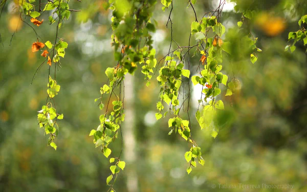 Birch branch with cascading green leaves and soft forest bokeh — 5K Ultra HD PC desktop wallpaper and nature background.